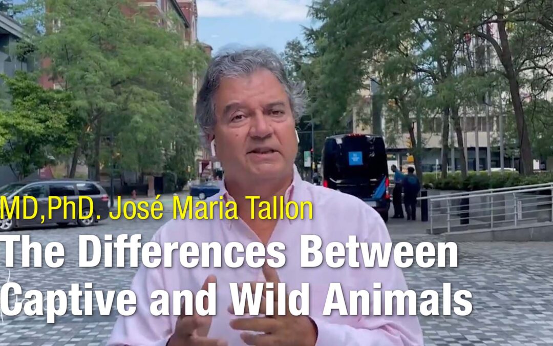 Diferenças entre animais de cativeiro e selvagens